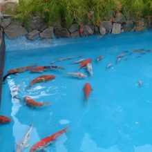 viber_image_2021-07-022_06-36-11